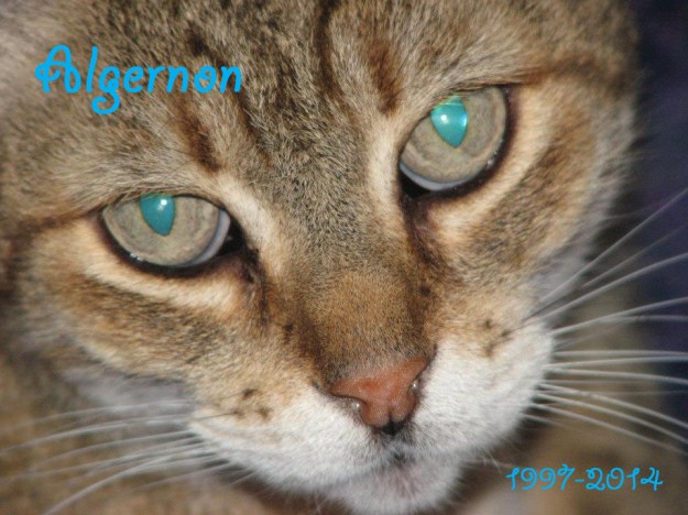 I miss him a lot. You were a good cat, Algernon. 