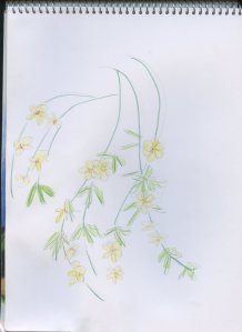 Drawn fast, larger than actual size. 