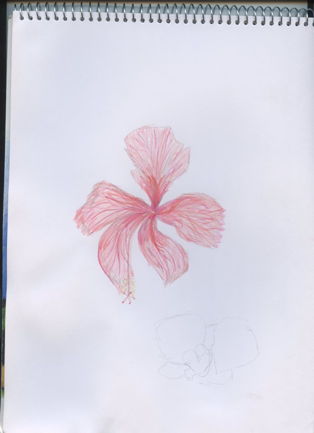 This is a hibiscus that lives in the greenhouse. 