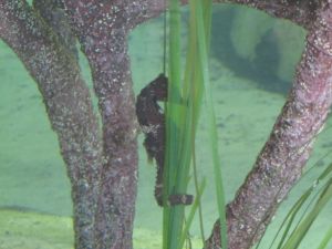 Seahorse at Gumbo Limbo, a sea turtle rescue I visited last week in southern Florida.