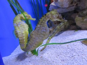 Seahorses at the Arizona-Sonora Desert Museum