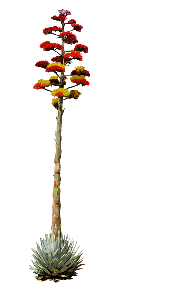 If all else fails, you can always make tequila.