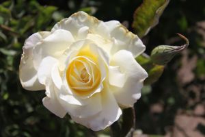 Flowers are their own kind of mandala