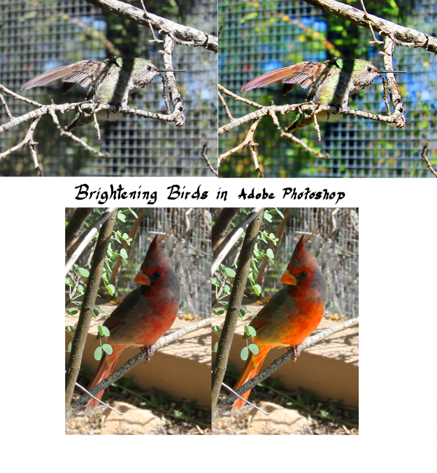 Brightening Birds in Adobe Photoshop