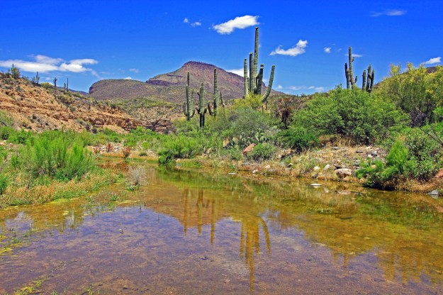 A verdant piece of desert