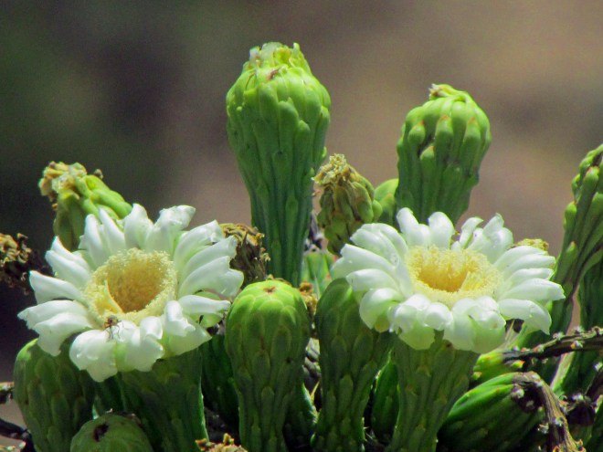 The flower of the saguaro cactus